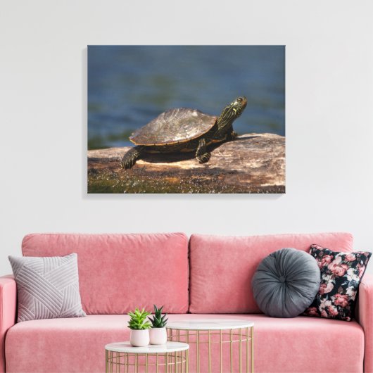Gestreifte Schildkröte Leinwanddruck (Insitu (Wohnzimmer))