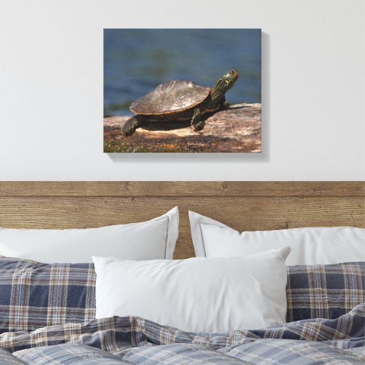 Gestreifte Schildkröte Leinwanddruck (Insitu (Schlafzimmer))