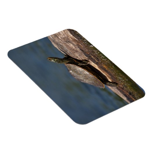 Gestreifte Schildkröte Magnet (Rechte Seite)