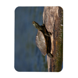 Gestreifte Schildkröte Magnet