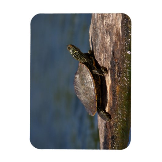 Gestreifte Schildkröte Magnet (Vertikal)