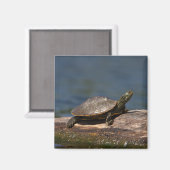 Gestreifte Schildkröte Magnet (Vorderseite/Rückseite)