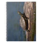 Gestreifte Schildkröte Notizblock (Vorderseite)