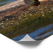 Gestreifte Schildkröte Poster (Ecke)