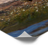 Gestreifte Schildkröte Poster (Ecke)