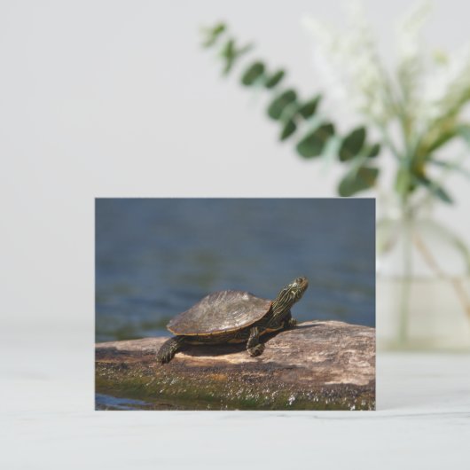Gestreifte Schildkröte Postkarte (Stehend Vorderseite)