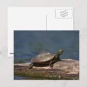 Gestreifte Schildkröte Postkarte (Vorne/Hinten)