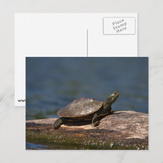 Gestreifte Schildkröte Postkarte (Vorne/Hinten)