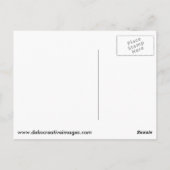 Gestreifte Schildkröte Postkarte (Rückseite)