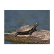 Gestreifte Schildkröte