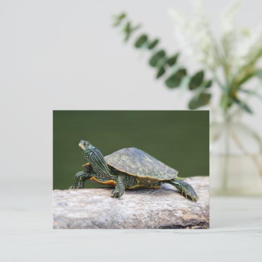 Gestreifte Schildkröte Postkarte (Stehend Vorderseite)