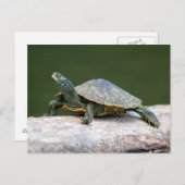Gestreifte Schildkröte Postkarte (Vorne/Hinten)