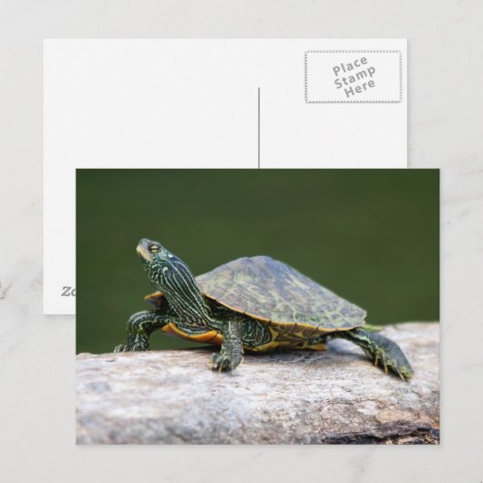 Gestreifte Schildkröte Postkarte (Vorne/Hinten)