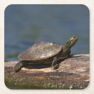 Gestreifte Schildkröte Rechteckiger Pappuntersetzer