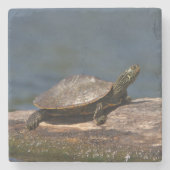 Gestreifte Schildkröte Steinuntersetzer (Vorderseite)