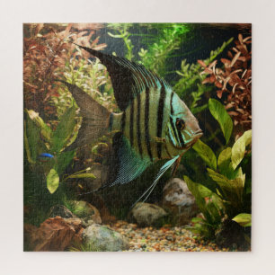Gestreifter Altum-Segelflosser  Puzzle