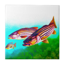 Gestreifter Bass-AtlantikStriper