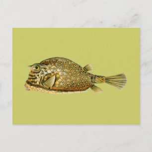Gestreifter Kofferfisch Postkarte