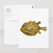 Gestreifter Kuhfisch Postkarte (Vorne/Hinten)