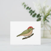 Gestreifter Manakin Postkarte (Stehend Vorderseite)