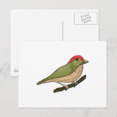 Gestreifter Manakin Postkarte (Vorne/Hinten)