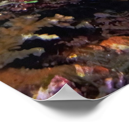 Gestreifter Surgeonfisch Poster (Ecke)