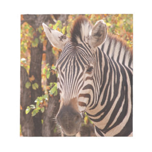 Gestreiftes Zebra Nahaufnahme in einem Mopani-Wald Notizblock