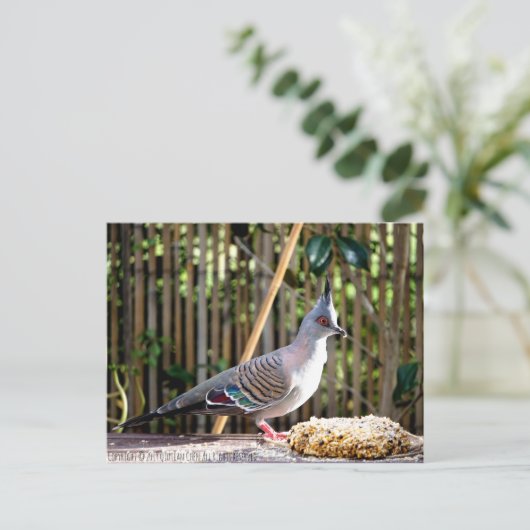 Gestrickte Taube (spitzer Kopfvogel) Postkarte (Stehend Vorderseite)