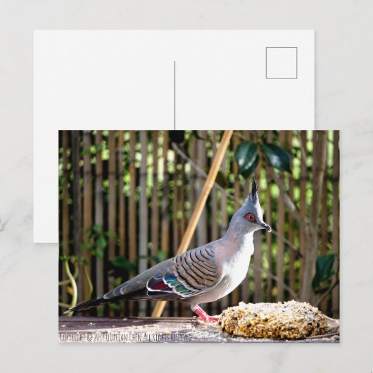 Gestrickte Taube (spitzer Kopfvogel) Postkarte (Vorne/Hinten)