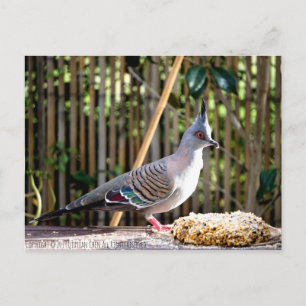 Gestrickte Taube (spitzer Kopfvogel) Postkarte