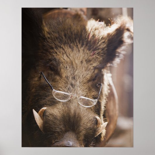 Gestütetes Wildschwein mit Brillen im Freien Poster (Vorne)