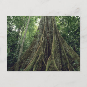 Gestützter Baum im Regenwald, Corcovado Postkarte