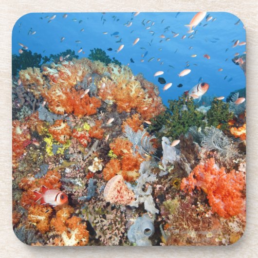 Gesunde Riffstruktur, Komodo Nationalpark Untersetzer (Vorderseite)