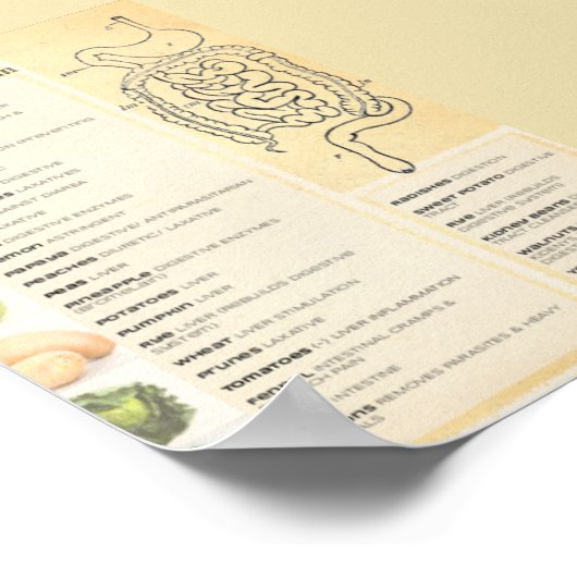 Gesundes Verdauungssystem Poster (Ecke)