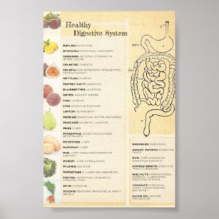 Gesundes Verdauungssystem Poster