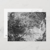 Gesundheitsbaum in Schwarz und Weiß Postkarte (Vorne/Hinten)