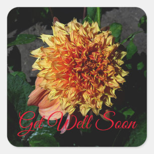 Get Well bald Dahlia Sandia Brocade #1 Quadratischer Aufkleber