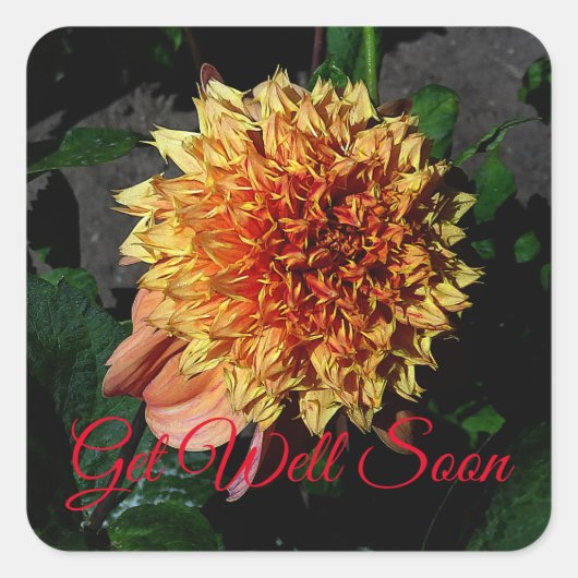 Get Well bald Dahlia Sandia Brocade #1 Quadratischer Aufkleber (Vorderseite)