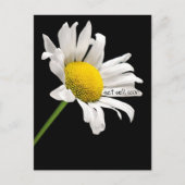 Get Well bald Daisy Postcard Postkarte (Vorderseite)