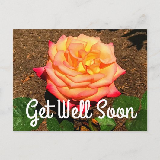 Get Well bald Dream Come True Rose #3 Postcard Postkarte (Vorderseite)