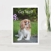Get Well Blume Cavalier King Charles Spanschleier Karte (Vorderseite)