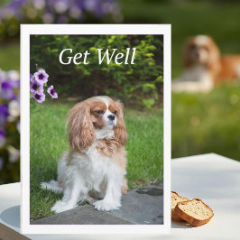 Get Well Blume Cavalier King Charles Spanschleier Karte