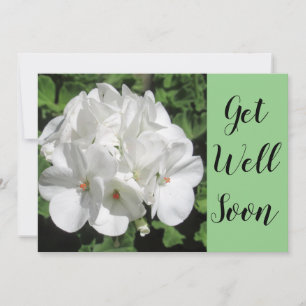 Get Well White Geranium Fotografy