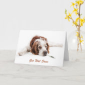 Get well with Welsch Springer Spaniel dog Karte (Gelbe Blume)