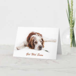 Get well with Welsch Springer Spaniel dog Karte