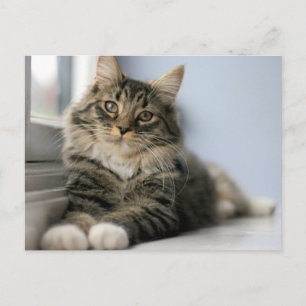 Getigerte Katze an einem Fenster Postkarte