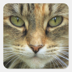 Getigerte Katze mit grünen Augen Porträt-Aufkleber Quadratischer Aufkleber