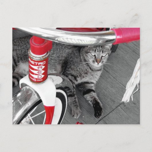 Getigerte Katze Postkarte (Vorderseite)