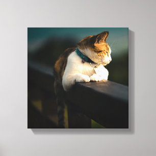 Getigerte Katze ruht auf Holzzaun bei Sonnenunterg Leinwanddruck