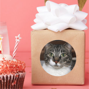 Getigerte Katze schaut dich an Haustier-Fotografie Runder Aufkleber